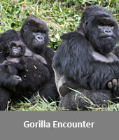Gorilla Encounter