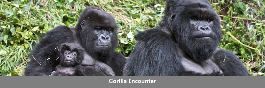 Gorilla Encounter Travel
